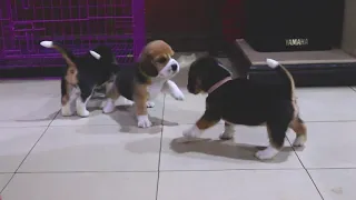 Beagle Puppies sound funny when they're angry (4 week old beagles)