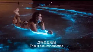 Bioluminescence in Sydney: 悉尼蓝眼泪｜成功了但没有完全成功的追泪之旅