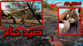 صيد حمام بالمصيده Hunting birds with traps