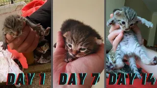 Learn How Baby Kittens Grow in 14 Days - 1 Hour Old to 14 Days Old Timelapse