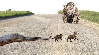 OMG! Leopard Mother Dare To Fight With The Giant Python To Rescue Leopard Cub From The Horror Attack