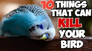 10 Things Which Can Kill Your Bird #bird #sick #tips #parrotcockatiels #budgies