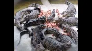 Pattaya Crocodile Farm Крокодиловая ферма Шоу крокодилов