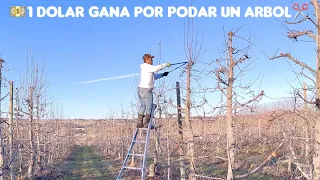 How much does he earn pruning apple trees, a block for himself in Washington USA