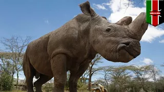 Save the rhino: Scientists plan to revive the northern white rhino subspecies with IVF - TomoNews