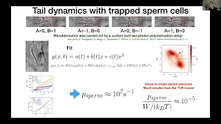 Thermodynamic limits of sperm swimming precision