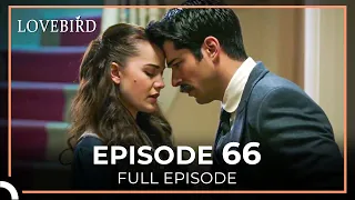 Lovebird Episode 66