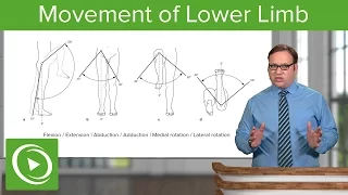 Lower Limb: Movements of the Hip, Knee and Ankle Joint – Anatomy | Lecturio