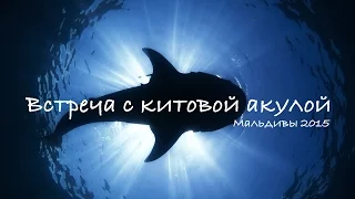 Встреча с китовой акулой - Мальдивы 2015 ProDiving Club