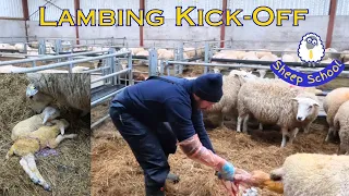 Lambing Begins - A Nasty Surprise Awaits.