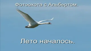 Фотоохота с Альбертом.  Лето началось.