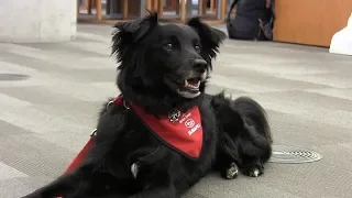 Therapy dogs the newest items to borrow at library