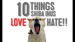 10 Things Shiba Inu Loves and 10 Things Shiba Inus Hate
