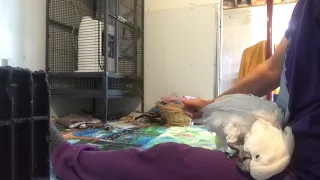 3 minutes of cockatoo snuggles - he loves wing pets, and is growing feathers so some massage helps