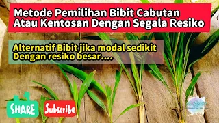 Metode Pemilihan Bibit Cabutan dan Segala Resikonya