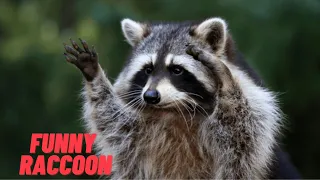 Funny Raccoon Videos Compilation - Graciosos y Adorables Mapaches Video Recopilacion