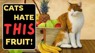 A Fruit So GROSS That Cats Can't Stand It!