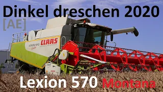 Claas Lexion 570 Montana beim Dinkel dreschen 2020 - Spelt harvest in germany - Alex E AE