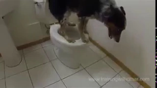 собака на унитазе - smart dog in WC