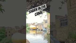 Shark in the canal #shark #regentscanal