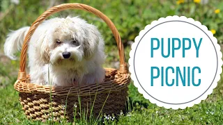 ROSCO GOES ON A PICNIC | Five-Month Old Maltipoo