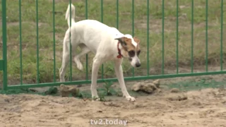 Первая площадка для выгула собак в появилась Томске