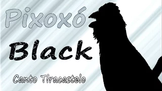 Pixoxó Black cantando  gravado ao vivo em HQ para ensinamento de filhotes