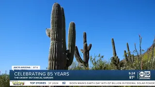 The Desert Botanical Garden is celebrating 85 years in the Valley