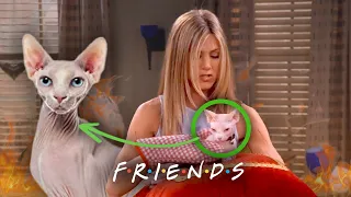 Rachel's Hairless Cat from Hell | Friends
