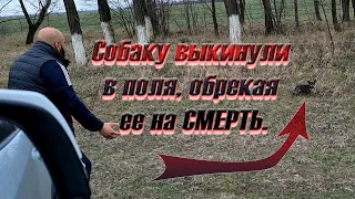 На холодной трассе выкинули той терьера. Сможем ли мы ее спасти?