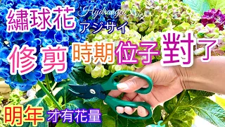 4K繡球花量增倍取決於修剪時期與位子是否做對了！簡易扦插存活率高｜アジサイの剪定｜Pruning of hydrangeas#繡球花#アジサイ#hydrangeas#挿し木