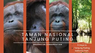 Tanjung Puting National Park: Orangutan Cruise, Eco Lodge & Jungle Trek