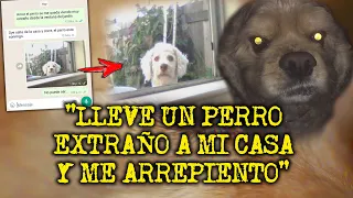 NO DEBI LLEVAR ESE PERRO A MI CASA | EXPERIENCIAS ATERRADORAS CON PERROS ACTUANDO COMO HUMANOS