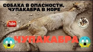 Охота с ягдтерьером, СОБАКА В ОПАСНОСТИ, ЧУПАКАБРА В НОРЕ. Fox Hunt with Jagdterrier