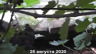 Сорт винограда "Атос" - сезон 2020 # Grape variety "Atos" - season 2020