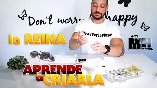 LA REINA - APRENDE A CRIARLA | Hormigas Messor Barbarus