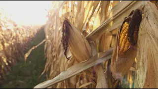 La semaine verte | Corridors solaires dans les champs de maïs