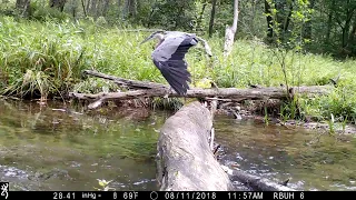 Great Blue Heron doing morning stretches!