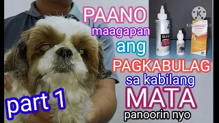 #shihtzu#bulag#gamutin#aso PAANO GAMOTIN ANG PAG-KA BULAG NG IYONG ASO.