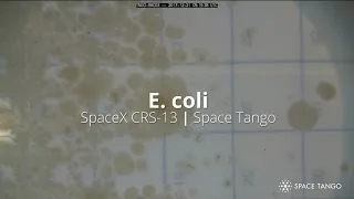 E. coli in Microgravity