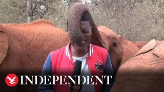 Baby elephant tickles Kenyan journalist's nose with trunk during news report