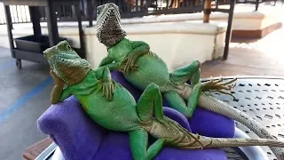 LIZARDS Are Such Funny Animals - Cute And Funny Lizard Videos Compilation 2018 [BEST OF]