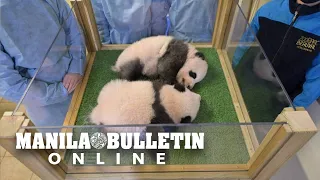 Twin pandas born in French zoo named Yuandudu and Huanlili