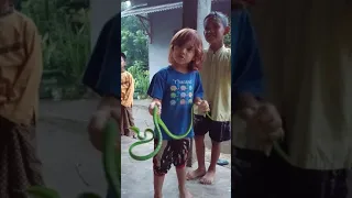 ular pucuk jumbo🐍kenzie