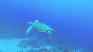 Turtle Fly By Grand Cayman North West Point