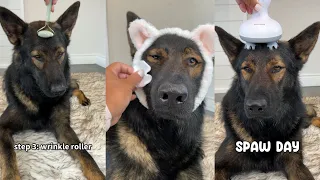 A Day At The Dog Spa