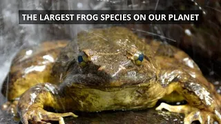 True Facts, Marvels of the Goliath Frog