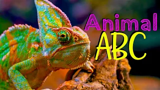 REAL ANIMAL ABC | Phonic Song Animal Alphabet