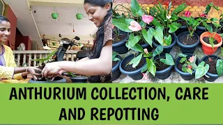 Anthurium collection / care and repotting( ep 76)