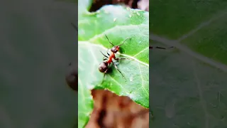 Je me fait mordre ! (Formica rufa)  #fourmis